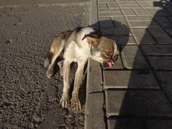 Сводка от МО ДНР 21 июня 2016 года. Укрофашисты за сутки 440 раз обстреляли прифронтовые территории ДНР
