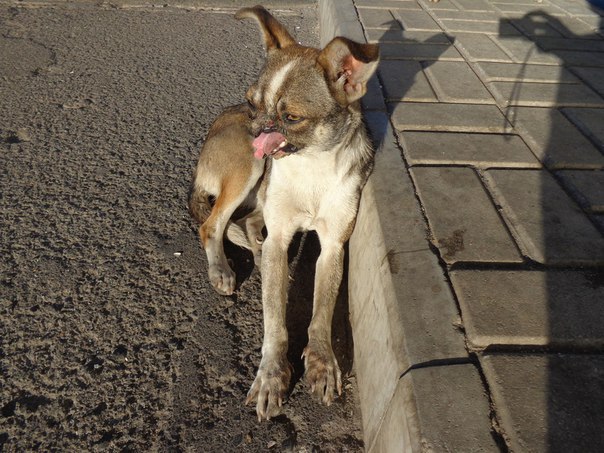 Сводка от МО ДНР 21 июня 2016 года. Укрофашисты за сутки 440 раз обстреляли прифронтовые территории ДНР