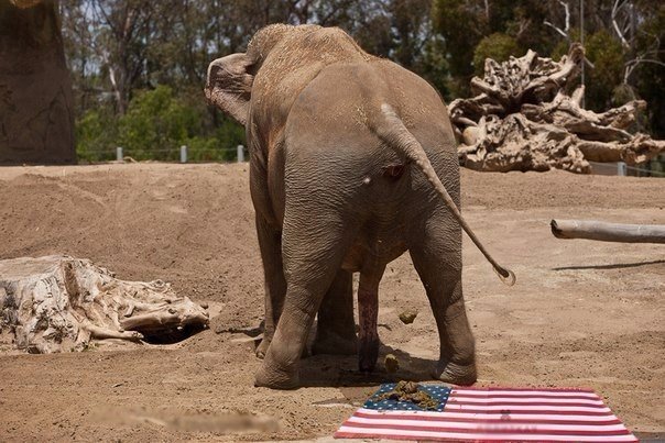 "Мыздобулы" в картинках. Смешных и не очень... 22-06-2016 "Мыздобулы" в картинках. Смешных и не очень... 22-06-2016