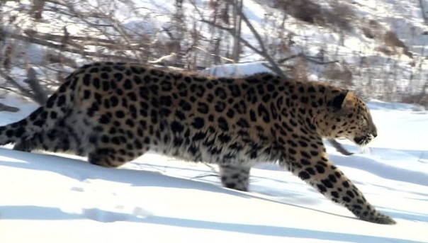 Земля леопарда. Карусель жизни. Документальный фильм