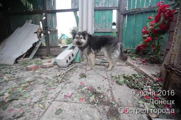 ДНР созывает экстренное заседание Контактной группы по фактам массированных обстрелов ДНР ДНР созывает экстренное заседание Контактной группы по фактам массированных обстрелов ДНР