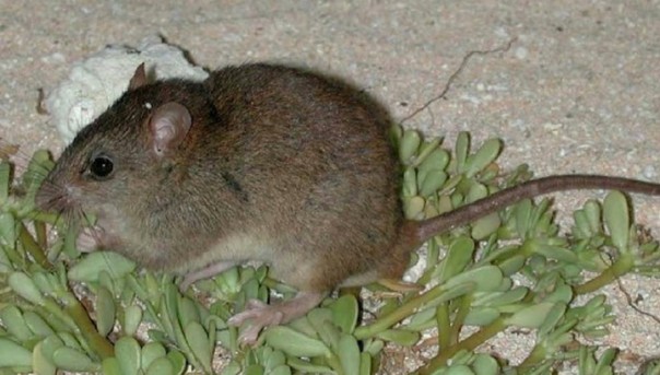 Впервые целый вид млекопитающих вымер из-за глобального потепления