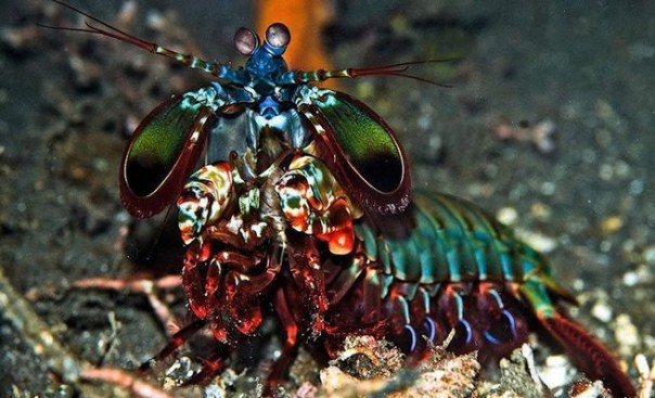 Редкие и удивительные животные Редкие и удивительные животные