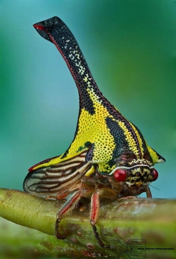 Редкие и удивительные животные Редкие и удивительные животные