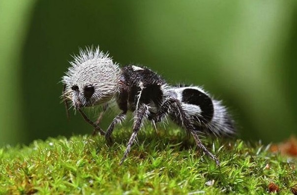 Редкие и удивительные животные Редкие и удивительные животные