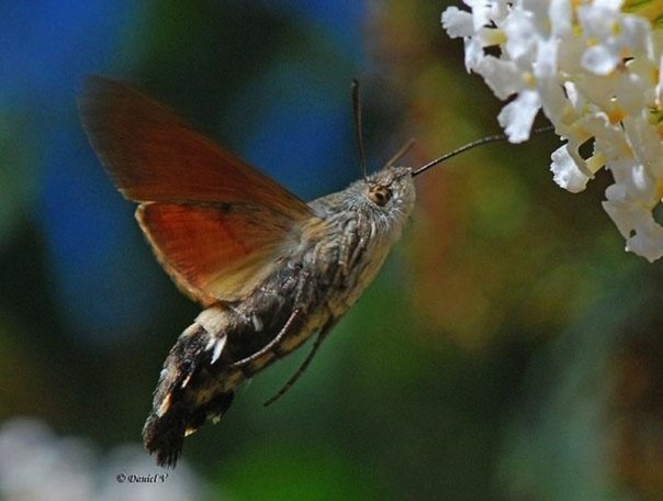 Редкие и удивительные животные Редкие и удивительные животные