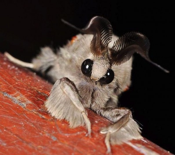 Редкие и удивительные животные Редкие и удивительные животные