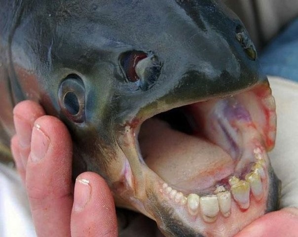 Редкие и удивительные животные Редкие и удивительные животные