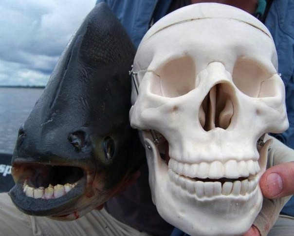 Редкие и удивительные животные Редкие и удивительные животные