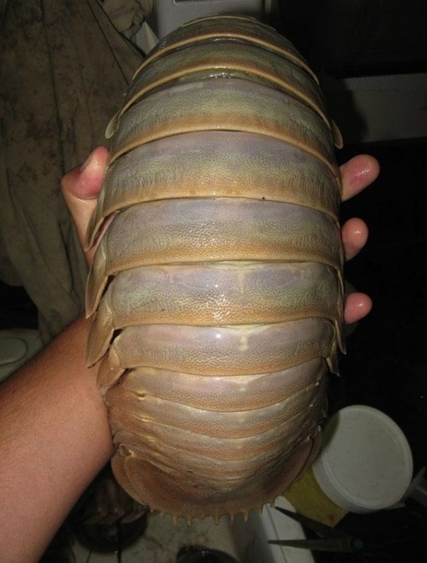 Редкие и удивительные животные Редкие и удивительные животные