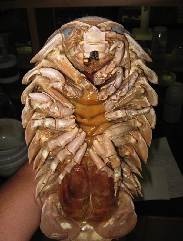 Редкие и удивительные животные Редкие и удивительные животные