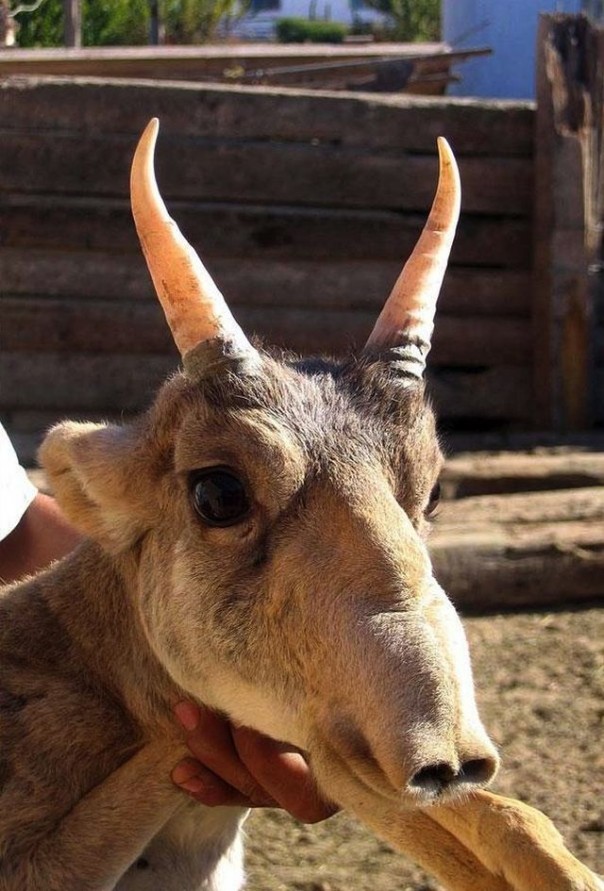 Редкие и удивительные животные Редкие и удивительные животные