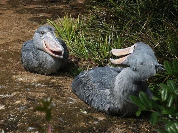 Редкие и удивительные животные Редкие и удивительные животные