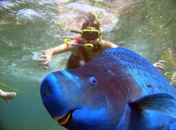 Редкие и удивительные животные Редкие и удивительные животные