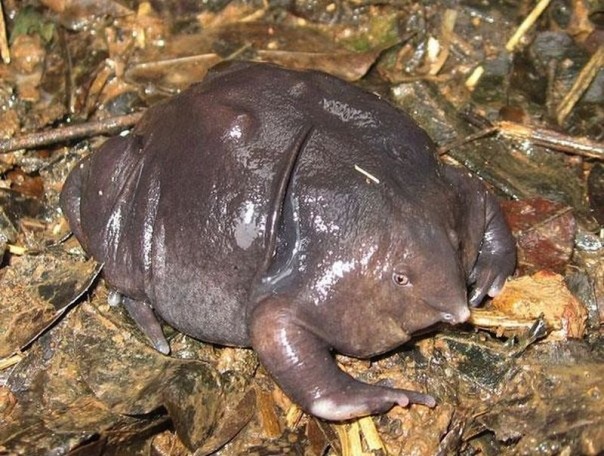 Редкие и удивительные животные Редкие и удивительные животные