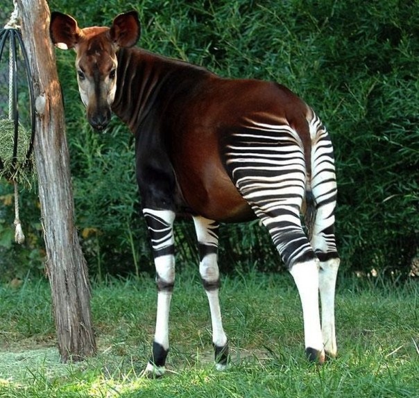 Редкие и удивительные животные Редкие и удивительные животные