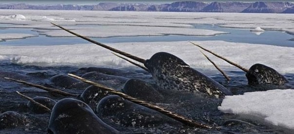 Редкие и удивительные животные Редкие и удивительные животные