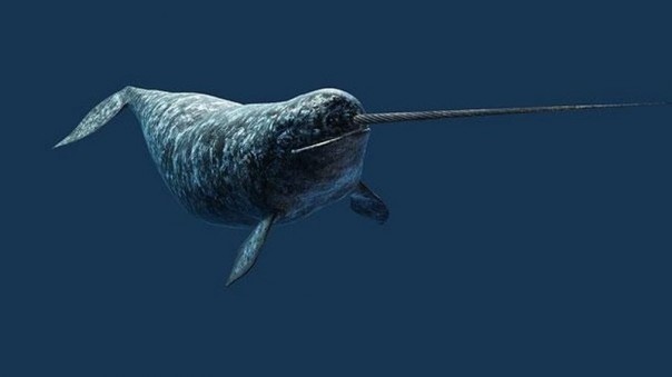 Редкие и удивительные животные Редкие и удивительные животные