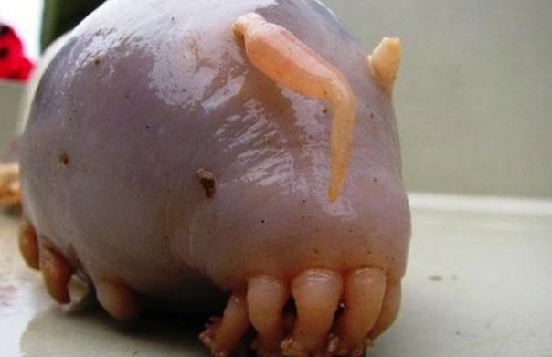 Редкие и удивительные животные Редкие и удивительные животные