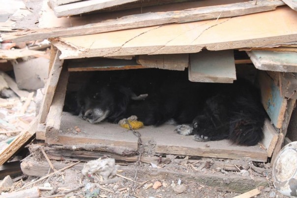 Сводка от МО ДНР 18 июня 2016 года. ВСУ зачистили своих же: убито 18 боевиков, 25 ранено