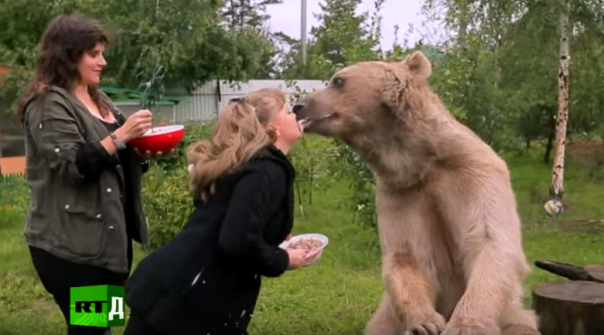 Один день с медведем Степаном