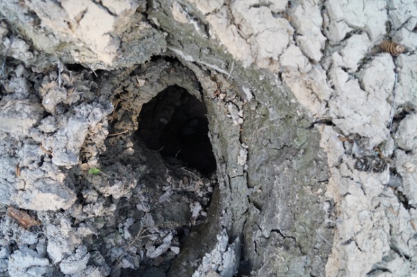 В Пермском крае загадочным образом исчезло целое озеро вместе с рыбой