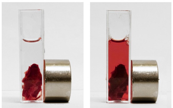 Российские ученые создали эффективный магнитоуправляемый препарат для расщепления тромбов Российские ученые создали эффективный магнитоуправляемый препарат для расщепления тромбов