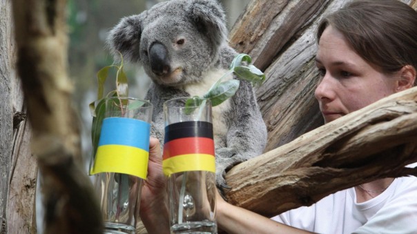 «Уволена» коала, делавшая предсказания по «Евро-2016» «Уволена» коала, делавшая предсказания по «Евро-2016»