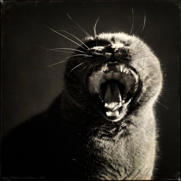 Маленькая девочка и кот