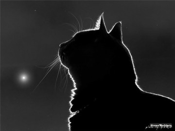 Чем занимаются кошки по ночам?