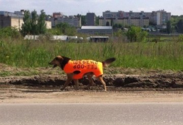 Рекламные приколы