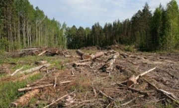 Селяне с Западной Украины пытались заживо сжечь подростка за то, что он не давал им воровать лес