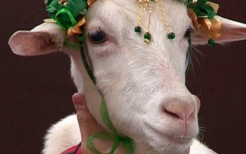 Коза Меркель 17 июня встретится в Приморском сафари-парке с козлом Обамой