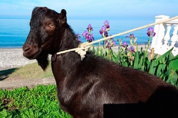 Коза Меркель 17 июня встретится в Приморском сафари-парке с козлом Обамой