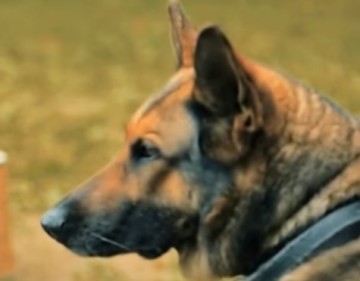 Безопасность. Служебные псы