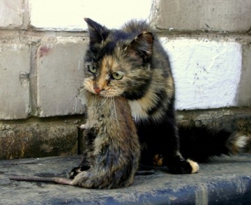 Кошки-герои Ленинграда времен ВОВ.