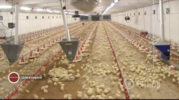 Довоенный уровень: планы птицефабрики Шахтерска. 15.06.2016, «Панорама»