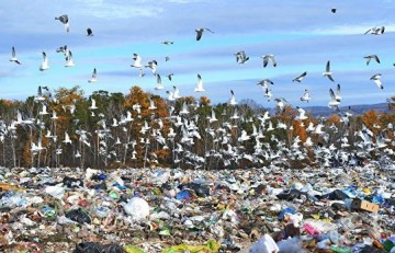 Киевляне потребовали запретить возить львовский мусор в Киев