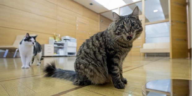 Маразм крепчает или нацизм крепчает? Маразм крепчает или нацизм крепчает?