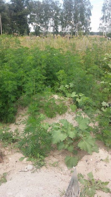 Могилизация шагает по стране... и по свалкам: Видного “правосека” похоронили на свалке Могилизация шагает по стране... и по свалкам: Видного “правосека” похоронили на свалке