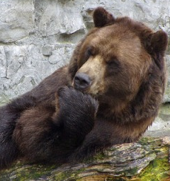 Истинная правда про медведей Истинная правда про медведей