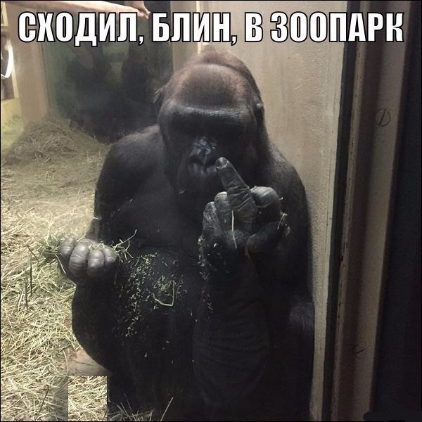 Злобная политинформация 11/16