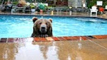 Медведь забрался в бассейн частного дома, спасаясь от жары