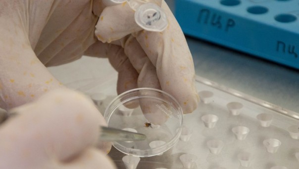 Сибирские учёные создали в 100 раз более эффективный препарат от клещевого энцефалита