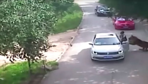 В Китае тигр убил женщину, которая нарушила правила безопасности в сафари-парке