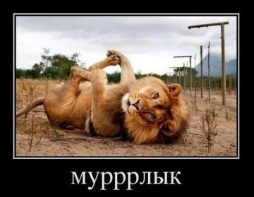 Львовский лев покусал пытавшихся накормить его пьяных мужчин