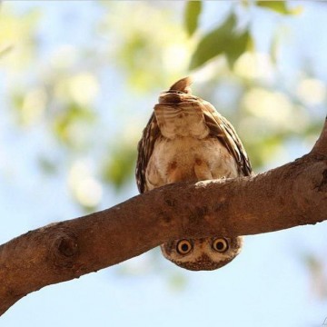 Brexit в глобальном контексте: от эффекта бабочки к принципу домино