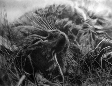 Восхитительные карандашные коты Пола Ланга 