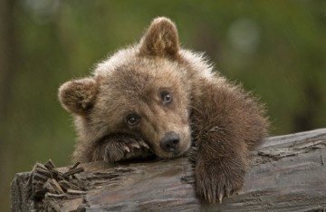 Амурский охотник пытался поймать трёх медведей голыми руками
