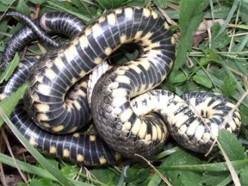 В Астрахани под капотом авто обнаружили огромную змею.